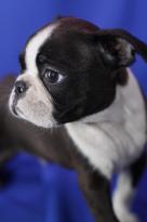 Border Collie Puppies Image eClassifieds4u 2