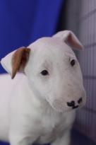 Bull TERRIER PUPPIES Image eClassifieds4u 1