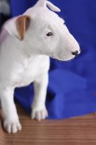 Bull TERRIER PUPPIES Image eClassifieds4u 2