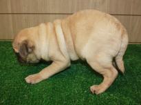 Cavalier King Charles Puppies FOR ADOPTION Image eClassifieds4u 1