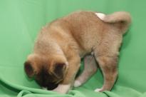Purebred and Standard American Akita Puppies Image eClassifieds4u 2