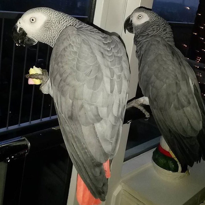 Pair of African grey Parrots Image eClassifieds4u