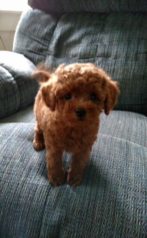 Toy Poodle Puppies Image eClassifieds4u