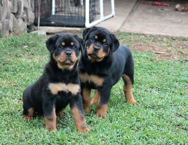 Two Family Raised Rottweilers Puppies_(431) 300-0043 Image eClassifieds4u