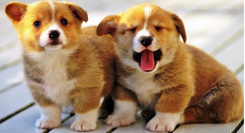 Astounding Pembroke Welsh Corgi Puppies For Adoption Image eClassifieds4u
