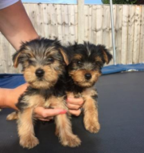 Enchanting Teacup Yorkie Puppies For Adoption