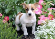 Priceless Jack Russell Terrier Puppies For Re-Homing