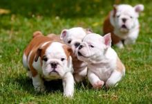Dramatic Ckc English Bulldog Puppies