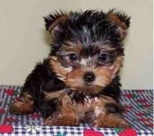 Home raised yorkie puppies for rehoming