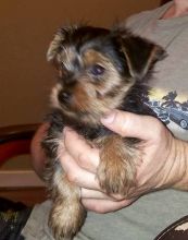 Two adorable 10 week old puppies Morkie - 400.00 US$