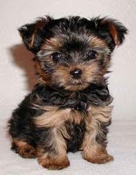 Home raised yorkie puppies for rehoming Image eClassifieds4u