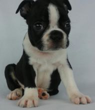 Akc Boston Terrier Puppies For Adoption Image eClassifieds4U