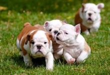 Dramatic Akc English Bulldog Puppies Image eClassifieds4U