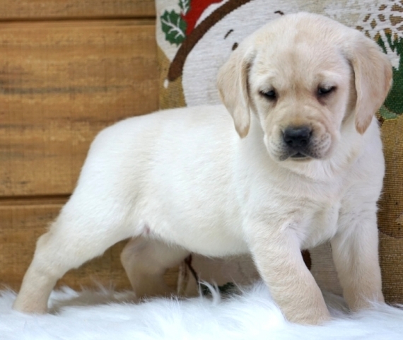 Home Trained Labrador Retriever Puppies Image eClassifieds4u