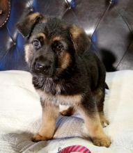 Quality German Shepherd puppies