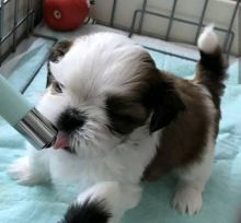 2 Magnificent Shih Tzu puppies