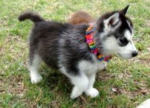 Adorable Blue Eyed Siberian Husky Puppies Text (205) 740-9695