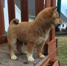 Adorable registered Shiba Inu puppies