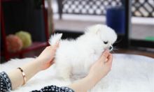 Affectionate Teacup Pomeranian puppies. Text (205) 740-9695