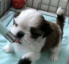 two Shih Tzu puppies for re homing