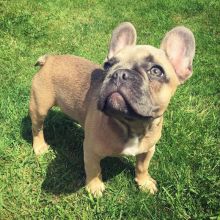Well Trained French Bulldog Puppies. Text (205) 740-9695