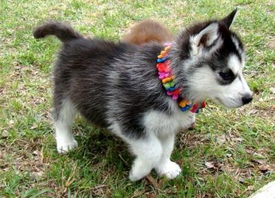 Adorable Blue Eyed Siberian Husky Puppies Text (205) 740-9695 Image eClassifieds4u