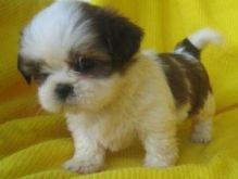 Outstanding Shih Tzu Puppies for Sale Image eClassifieds4U