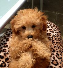 Purebred Poodle Puppies Image eClassifieds4u 1