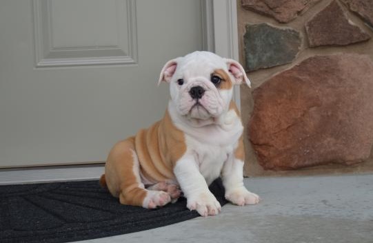 Cute English Bulldog Puppies for Re-Homing Image eClassifieds4u