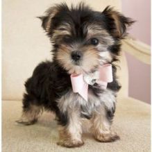 Astonishing C.K.C Morkie Puppies For Adoption