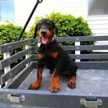 Home Raised Doberman Pinscher Puppies