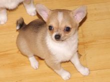 Lovable Chihuahua Puppies for Re-Homing