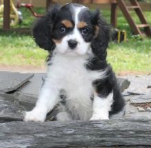 Pedigree Cavalier King Charles Spaniel Puppies