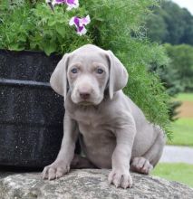 Pedigree Weimaraner Puppies Available For Rehoming