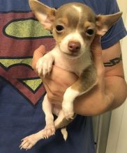 Smart Akc Reg Chihuahua Puppies