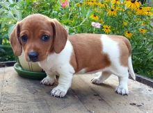 Stunning Dachshund Pups for Re-Homing