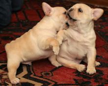 Two Cute French Bulldog Pups for a Lovely Home