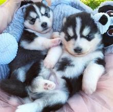 Adorable Blue Eyed Siberian Husky Puppies For free