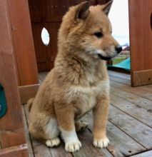 Adorable registered Shiba Inu puppies