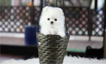 Affectionate Teacup Pomeranian Available