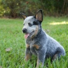 AKC Registered Australian Cattle Puppies For Re-Homing