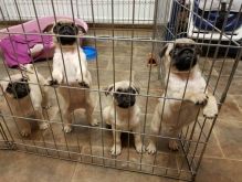 Assertive pug puppies assertive