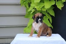 Boxer Puppies