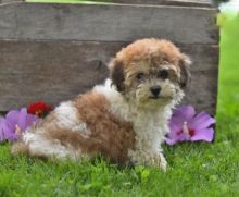 Cavachon Puppies