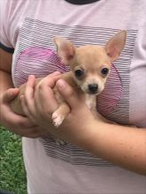 Chihuahua Puppies