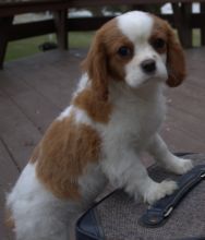 Cute King Charles Pups Available
