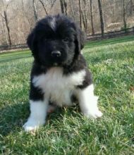 Male/Female Newfoundland Puppies for Re-Homing