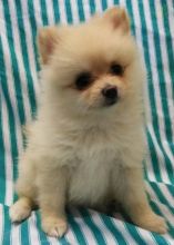 Pomeranian Puppies