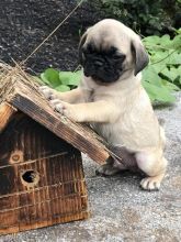 Pug Puppies