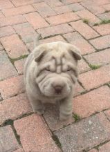 Shar Pei Puppies